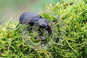 Carabus coriaceus