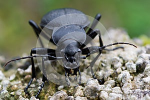 Carabus coriaceus