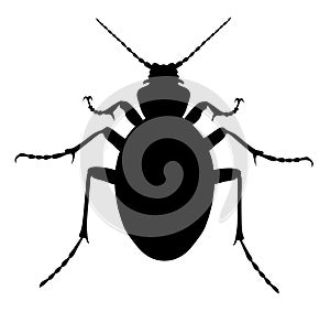 Carabus Coriaceus Beetle