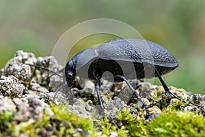 Carabus coriaceus