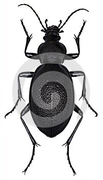 Carabus coriaceus beetle specimen
