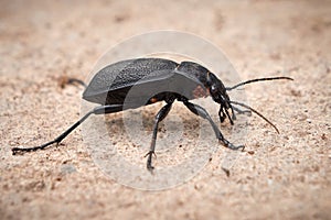 Carabus coriaceus bug or Ground Beetle