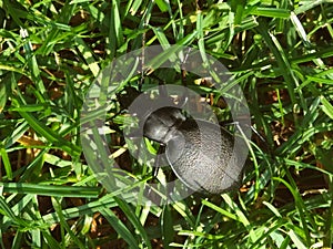 Carabus coriaceus in a natural environment