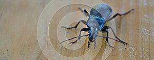 Carabus coriaceus is a predatory beetle