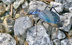 Carabus coriaceus is a predatory beetle