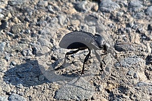 Carabus coriaceus is a species of beetle widespread in Europe