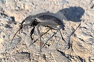 Carabus coriaceus is a species of beetle widespread in Europe