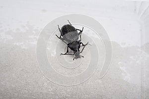 Carabus coriaceus on a white background