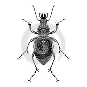 Carabus Gigas beetle illustration vector