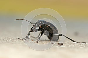 Carabus glabratus