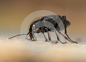Carabus glabratus