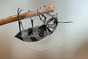 Carabus glabratus