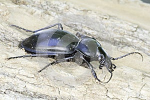 Carabus glabratus / smooth ground beetle close-up