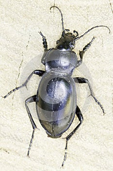 Carabus glabratus / smooth ground beetle close-up