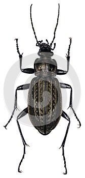 Carabus granulatus beetle specimen