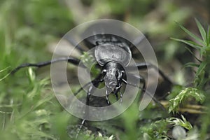 Carabus hortensis