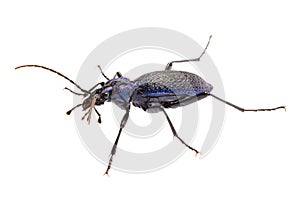 Carabus intricatus, the blue ground beetle