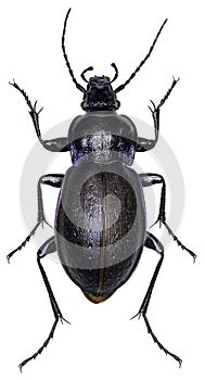 Carabus nemoralis beetle specimen