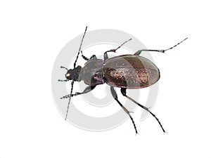 Carabus nemoralis ground beetle isolated