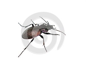 Carabus nemoralis ground beetle isolated