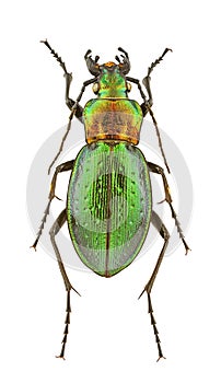 Carabus obsoletus
