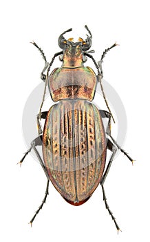 Carabus ullrichii fastuosus