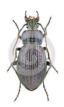 Carabus ullrichii fastuosus