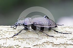Carabus ulrichii / ground beetle in natural habitat