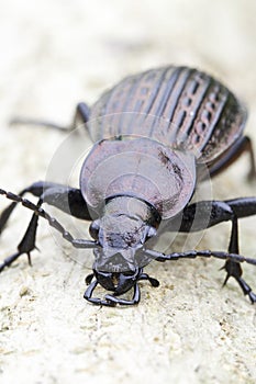 Carabus ulrichii / ground beetle in natural habitat