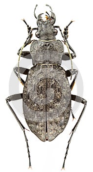 Carabus variolosus