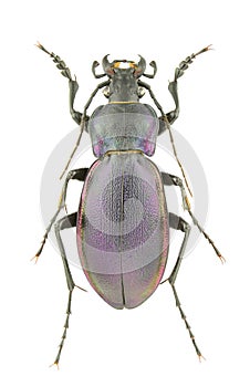 Carabus violaceus piceneus