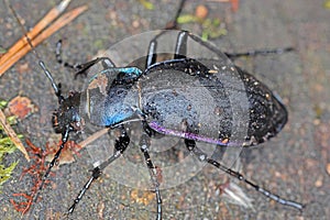 Carabus violaceus, sometimes called the violet ground beetle, or the rain beetle is a predator that hunts after dark