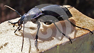 Carabus violaceus, violet ground beetle or rain beetle