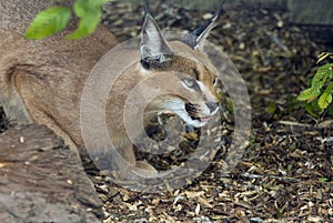 Caracal photo