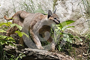 Caracal photo