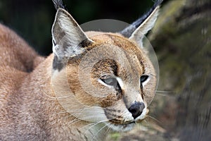 Caracal photo