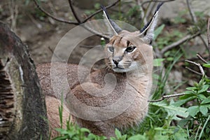 Caracal photo