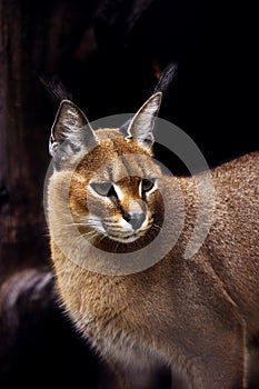 Caracal photo