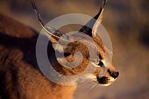 Caracal