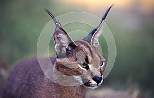 Caracal