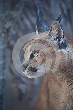 Caracal