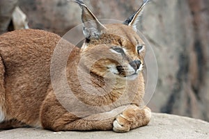 Caracal