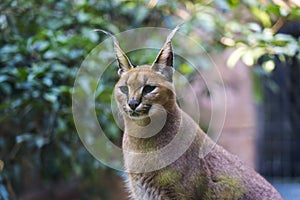 Caracal