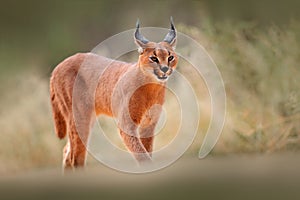 Caracal, African lynx, in dry sand desert. Beautiful wild cat in nature habitat, Kgalagadi, Botswana, South Africa. Animal face to photo