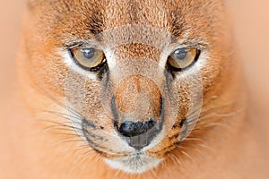 Caracal, African lynx, in green grass vegetation. Beautiful wild cat in nature habitat, Botswana, South Africa. Animal face to