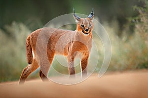 Caracal, African lynx, in green grass vegetation. Beautiful wild cat in nature habitat, Botswana, South Africa. Animal face to