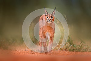 Caracal, African lynx, in green grass vegetation. Beautiful wild cat in nature habitat, Botswana, South Africa. Animal face to fac