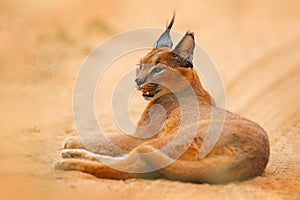 Caracal, African lynx, in orange sand desert, Etosha NP, Namibia. Beautiful wild cat in nature habitat, South Africa. Animal face