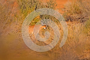 Caracal, African lynx, in red sand desert. Beautiful wild cat in nature habitat, Kgalagadi, Botswana, South Africa. Animal face to