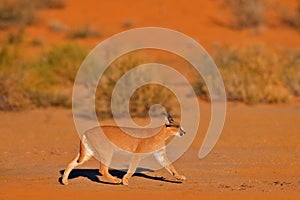 Caracal, African lynx, in red sand desert. Beautiful wild cat in nature habitat, Kgalagadi, Botswana, South Africa. Animal face to photo